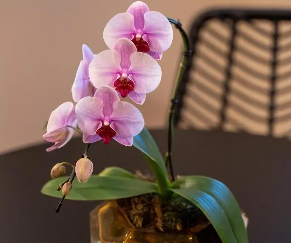 Casa de hóspedes Casa Almika Principe Amedeo